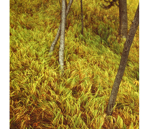 "Grass Message" Photograph by Duncan Green